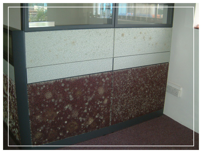 Fungus on Office Partition